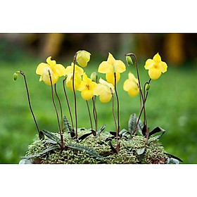 CÂY GIỐNG LAN HÀI MỐC VÀNG + Tặng 01 cây dâu da đất