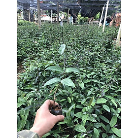 COMBO 5 CÂY GIỐNG BA KÍCH TÍM XỊN