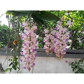 COMBO 5 CÂY lan giáng hương đuôi ch.ồn tím rừng lào