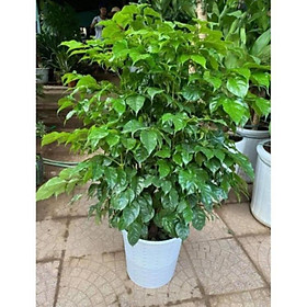 Mua Cây hạnh phúc cây to   cây đẹp  giống chuẩn
