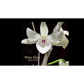 LAN PHI ĐIỆP 5 CÁNH TRẮNG THIÊN NHÃN