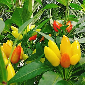 Mua Bầu cây ớt chùm thái