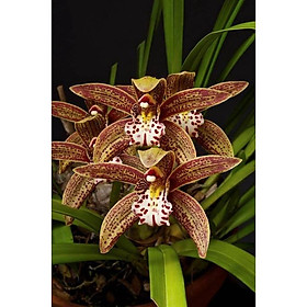 COMBO 3 THÂN ĐỊA Lan kiếm hồng hoàng , trần mộng thu - Cymbidium iridioides - TMTTB
