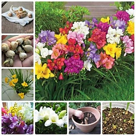 Combo 6 củ giống hoa lan nam phi mix màu - Kèm 6 viên nén xơ dừa ươm củ-HGNN