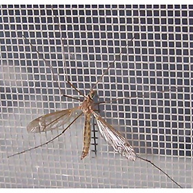 Lưới chống muỗi lưới sợi thủy tinh độ bền cao, chống côn trùng chống bụi, lưới chắn muỗi cho nhà ở