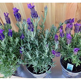 Mua 100hạt hoa oải hương lavender