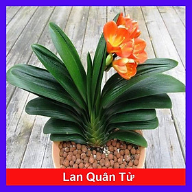 Cây lan quân tử - cây cảnh để bàn + tặng phân bón cho cây