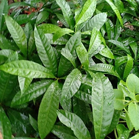 Mua Cây giống quả trứng gà ( lekima ) chuẩn xịn - Đơn hàng thanh toán trước tặng phân bón