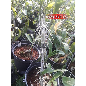 1KG VỎ THÔNG XAY - HÀNG VỤN