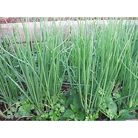 Mua Hạt giống hành lá (hành hoa) cao sản
