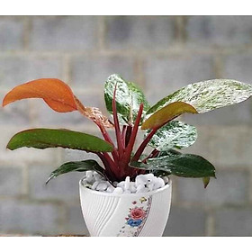 Cây trầu bà đế vương đỏ