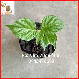 Mua Cây (2 tháng) Ớt Carolina Reaper Red