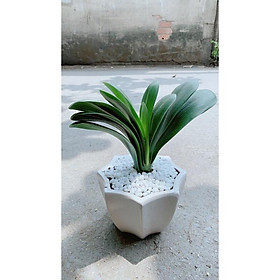 Mua Chậu Cây Lan Quân Tử