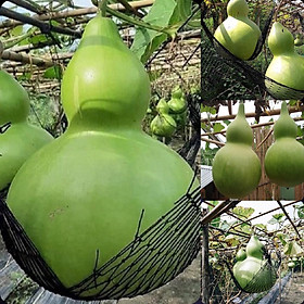 Mua hạt giống bầu hồ lô khổng lồ cực dễ trồng gói 5 hạt