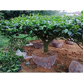 Mua cây giống Chè Shan Tuyết