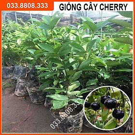 Cây giống Cherry Bazil - cây to khỏe phù hợp với mọi loại đất