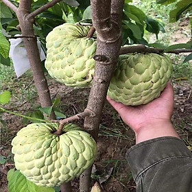 Cây Na Dai, Giống Na Dai Siêu Khỏe, Cao Từ 40-50cm