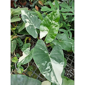 Mua Ráy var (Alocasia macrrorrhiza albo variegated)