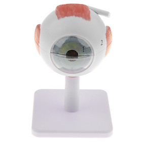 Magnification 3X Human Eye Anatomical Model Kit| 6 Parts | with Base | for Biology Learning, School Lab Supplies Display
