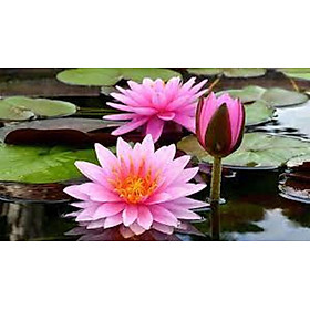 Mua 2 CỦ HOA SÚNG THÁI MINI   CỦ TO  NHIỀU MÀU HOA