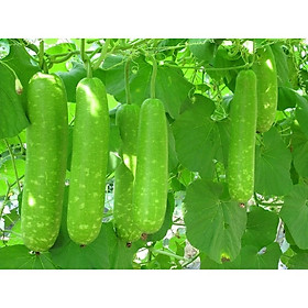 Mua Hạt Giống Bầu Sao Lai Trái Dài