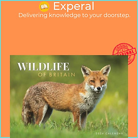 Sách - Wildlife of Britain A4 Calendar 2024 by  (UK edition, paperback)