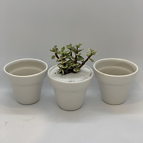 Bộ 3 Chậu Sứ - 7x7x7 Cm - Mầu Trắng - Dáng Trôn Ốc - Chậu Gốm Bát Tràng Trồng Cây Mini Để Bàn, Tiểu Cảnh Terrarium, Sen Đá & Xương Rồng