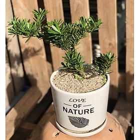 Chậu Sứ cây Tùng Kim Cương Bonsai