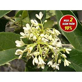 Mua Cây mộc hương ta hoa thơm 50-60 cm đang có hoa (ảnh thật) - hàng mới về số lượng có hạn