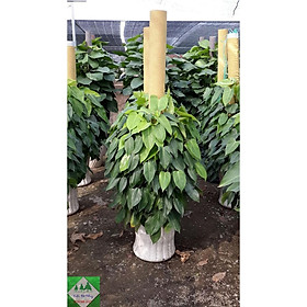 CHẬU CÂY TRẦU TỶ PHÚ ,LOÀI CÂY SANG TRỌNG, QUÝ PHÁI, VƯỢNG TÀI LỘC CHO GIA CHỦ + Tặng 01 cây dâu da đất