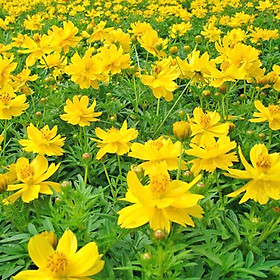 Bộ 1 gói Hạt giống hoa cúc chuồn