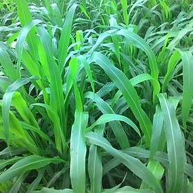 Mua Hạt giống Cỏ Lai SUDAN - Cỏ ngô chăn nuôi VTS179