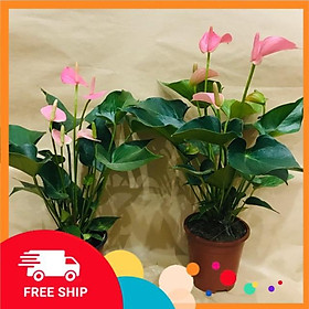 Mua Cây hông môn màu hồng