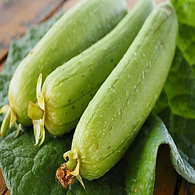 Mua Hạt giống mướp hương Việt Nam siêu thơm - Làm vườn cực dễ cùng anh kỹ sư