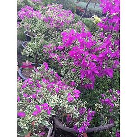 Cây hoa giấy cẩm thạch- cây đang hoa size nhỡ