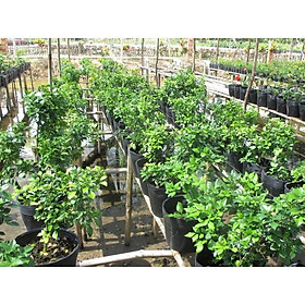 Mua CÂYGIỐNG HOA NGUYỆT QUẾ - HOA THƠM NGÁT  CÂY LÀM CẢNH