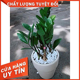 Chậu kim tiền thái Nhiều Người Mua