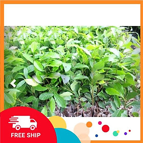 Sản phẩm Cây chè xanh
