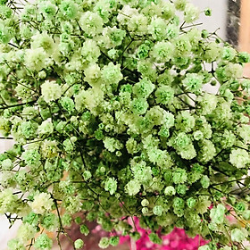 Mua Bó Hoa Baby Khô 120g - Hoa Khô Làm Quà Tặng  Trang Trí Nhà Cửa Làm Đồ HandMade Tuyệt Đẹp