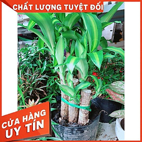 Hình ảnh Cây phát tài