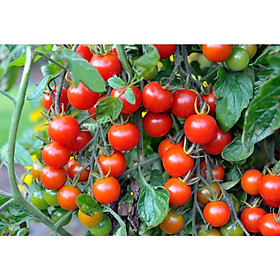 Mua 20 hạt giống cây cà chua Cherry