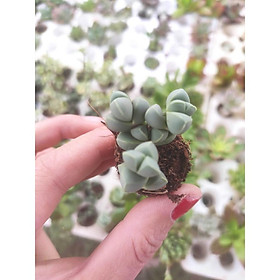 Sen đá size mini 3-5 cm các loại - Soenshop