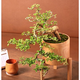 Cây Cần Thăng Bonsai cổ thụ đặt trên bàn làm việc, phòng khách... sẽ mang lại nhiều thành công |size LS| The Fish Design