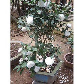 Mua COMBO 5 cây giống hoa bạch trà  hàng cực hiếm  cây giống rễ trần