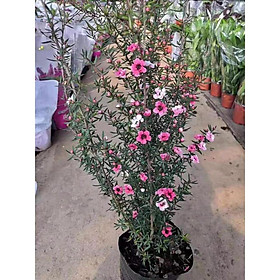 Mua Sale tết--- CÂY TÙNG TUYẾT MAI ĐANG HOA- CÂY LỚN
