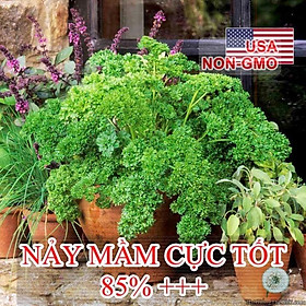 2Gr Hạt Giống Ngò Tây Parsley Siêu Xoắn Triple (B3.105| C25*X31)