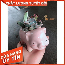 Chậu sen đá tiểu cảnh 13