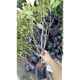 Mua Cây cà na thái giống - Cà na tứ quý