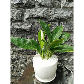 Cây trầu bà đế vương chậu trắng vườn xanh