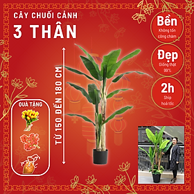 Mua Cây chuối cảnh giả - Cây chuối quê - Size từ 150cm- 200cm - Cây giả  hoa lụa Decor trang trí nhà cửa